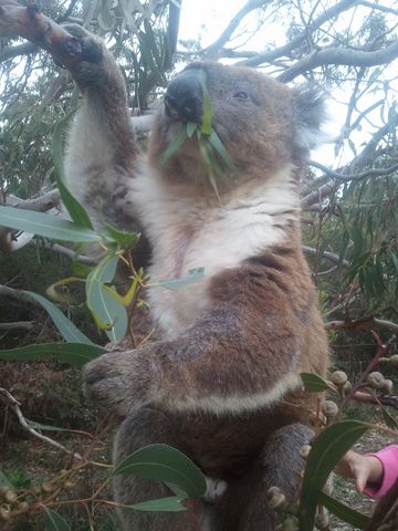 дикая коала в Австралии