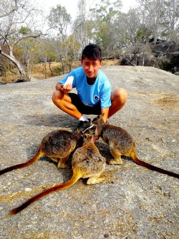 Кэрнс - место знакомство с дикой природой и животными Австралии