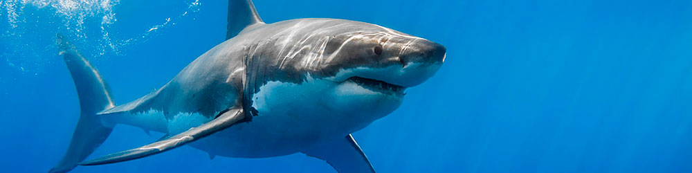 Дайв Сафари к Большим Белым акулам в Южном океане - 3,4 или 5 дней
