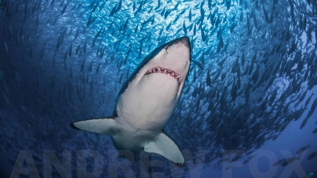 Дайвинг с Большими Белыми акулами в Австралии