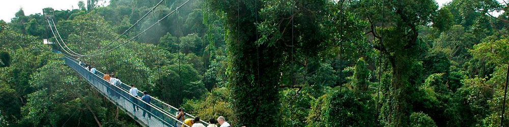 Экскурсия из Брисбена или Голд Коста в национальный парк Тамбурин в горы, джунгли и пещеру светлячков на полный день