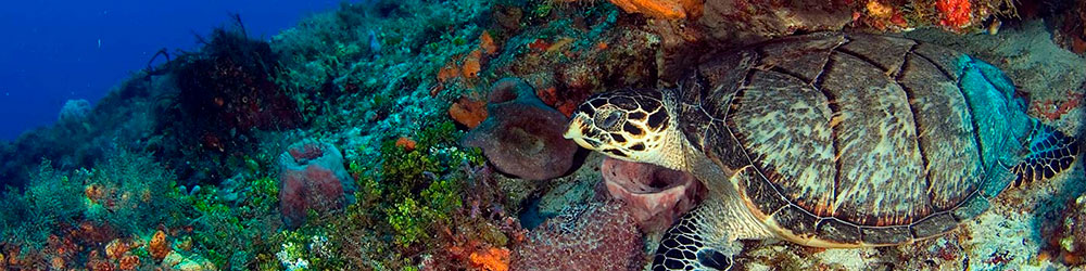 Круиз к черепахам в морской заповедник острова Кука (сноркелинг или дайвинг)