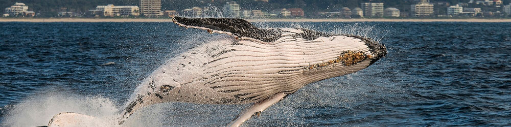 Круиз к китам из Голд Коста (июнь - ноябрь)