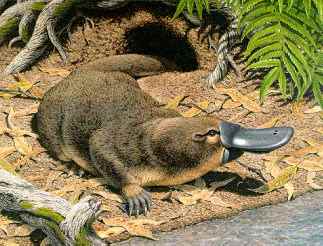 Утконос - уникальное австралийское животное