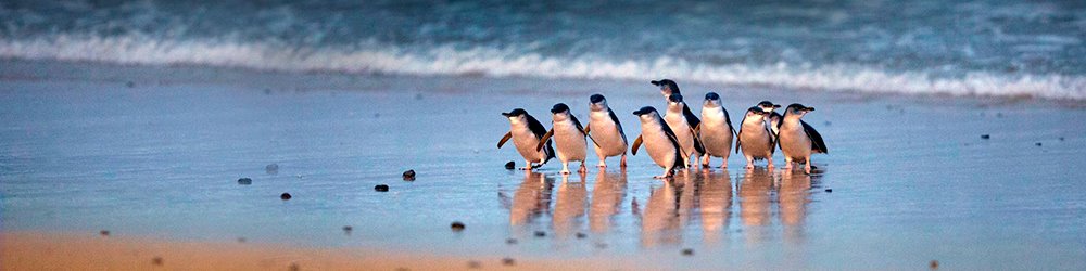Экскурсия с русским гидом по Мельбурну и на остров Филиппа к параду пингвинов