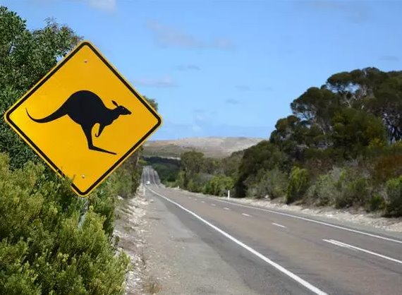 кенгуру - опасность на дороге в Австралии