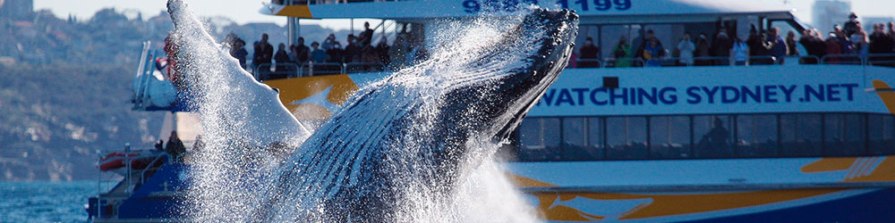 Круиз к китам из Сиднея и наблюдение за китами
