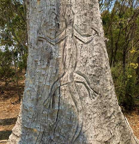 аборигенский рисунок на дереве