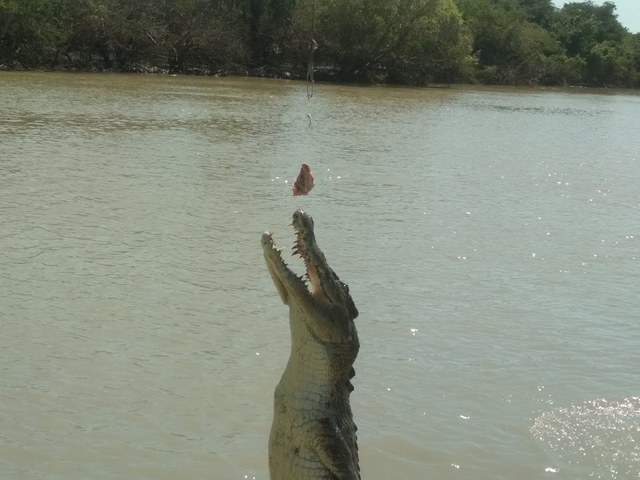 прыгающий крокодил в реке Аделаида под Дарвином
