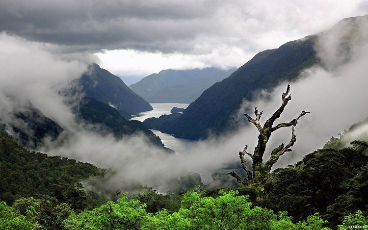 Природа Тасмании тасманские джунгли