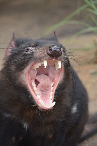 тасманийский дьявол хищник в Тасмании