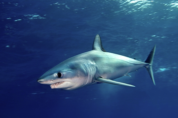 Большие Белые акулы в Австралии